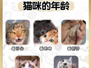 观察猫咪岁月痕迹：从细节洞察猫咪年龄的方法探讨