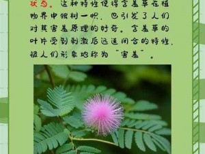 含羞草让你流(含羞草为什么能让你流眼泪？)