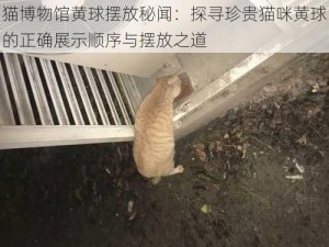 猫博物馆黄球摆放秘闻：探寻珍贵猫咪黄球的正确展示顺序与摆放之道