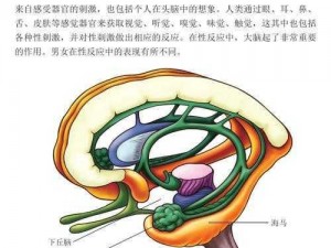 肥肉合集十肉棍抽插湿;肥肉合集：肉棍抽插湿，极致刺激体验