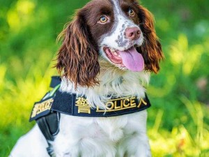 吕总与张警犬视频怎么看(如何观看吕总与张警犬的视频？)