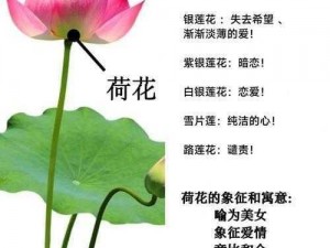 莲花B-莲花 B为何如此受欢迎？