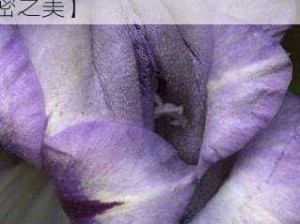 METART女人体下部【METART 女人体下部特探秘女性私密之美】