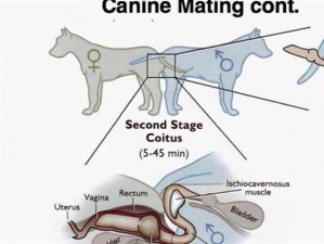 狗配人会锁住多长时间能分开【狗配人会锁住多长时间？配种后多久能分开？】