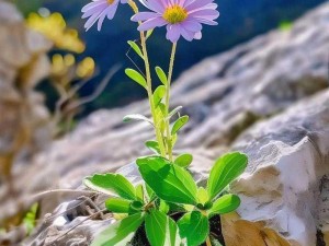 野花视频中文免费观看【野花视频中文免费观看，无需注册即可畅享精彩内容】