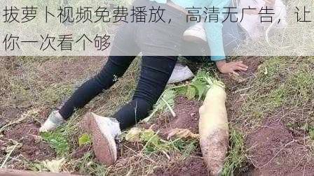 拔萝卜视频免费播放，高清无广告，让你一次看个够