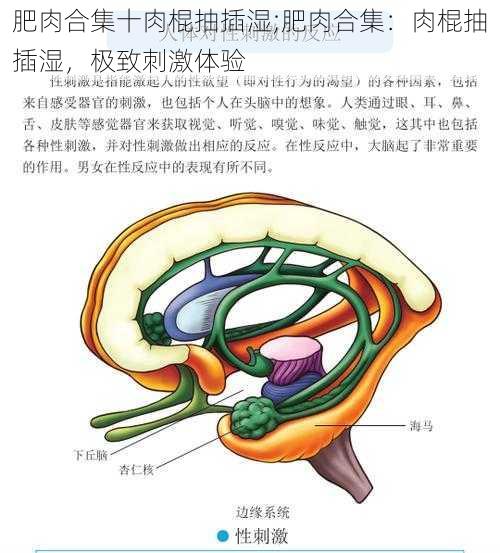 肥肉合集十肉棍抽插湿;肥肉合集：肉棍抽插湿，极致刺激体验