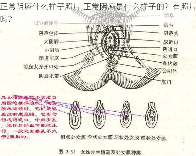 正常阴脣什么样子照片,正常阴脣是什么样子的？有照片吗？