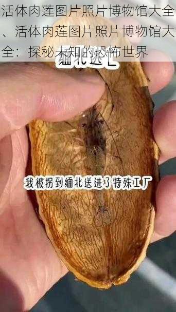 活体肉莲图片照片博物馆大全、活体肉莲图片照片博物馆大全：探秘未知的恐怖世界