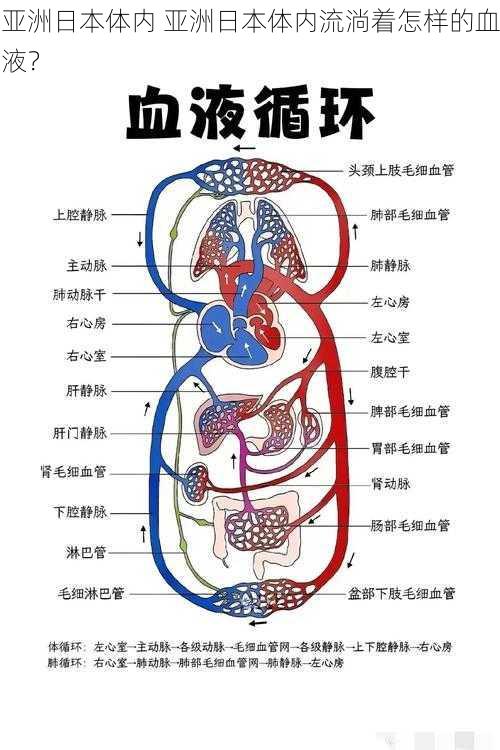 亚洲日本体内 亚洲日本体内流淌着怎样的血液？