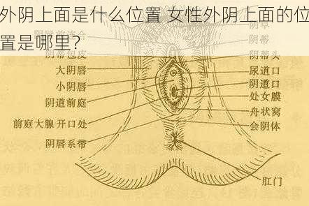 外阴上面是什么位置 女性外阴上面的位置是哪里？