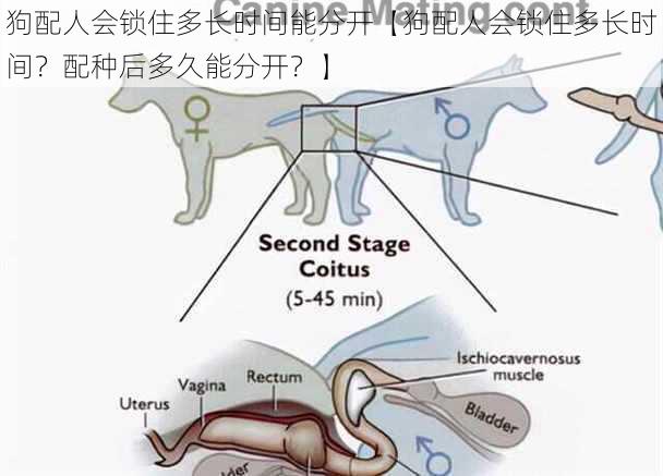 狗配人会锁住多长时间能分开【狗配人会锁住多长时间？配种后多久能分开？】