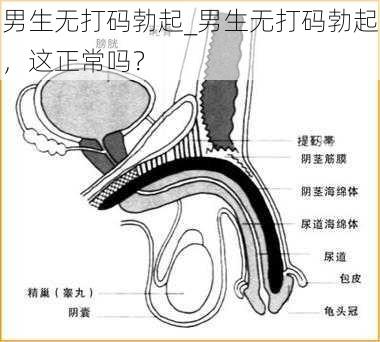 男生无打码勃起_男生无打码勃起，这正常吗？