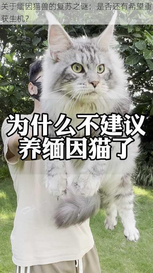 关于缅因猫兽的复苏之谜：是否还有希望重获生机？