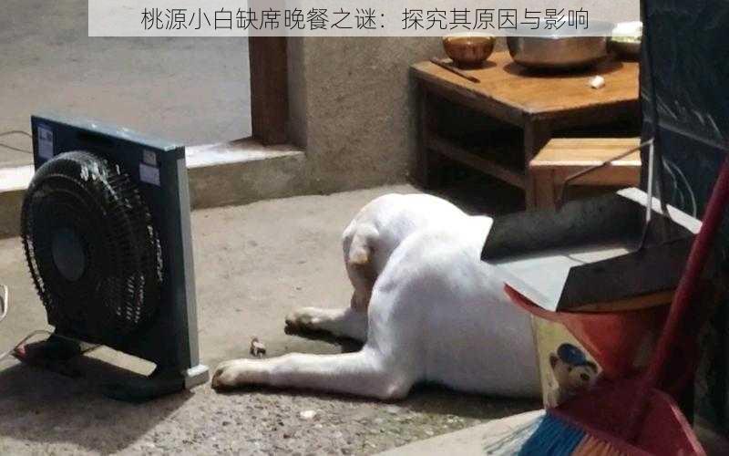 桃源小白缺席晚餐之谜：探究其原因与影响