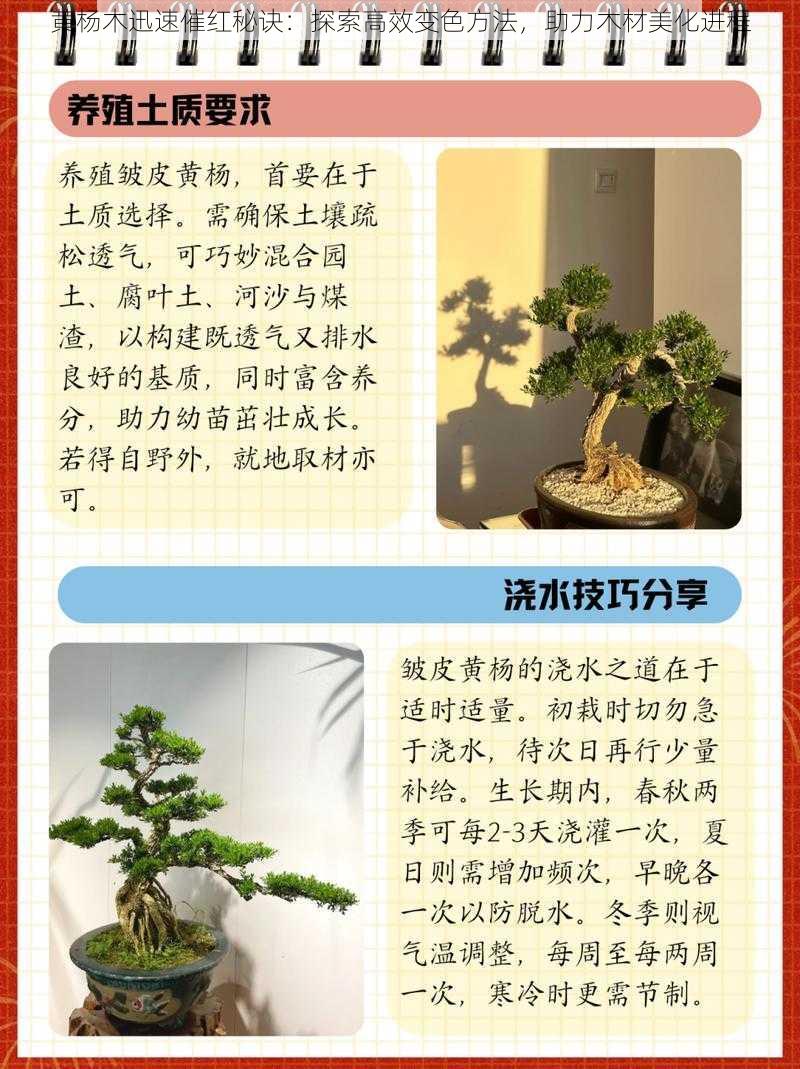 黄杨木迅速催红秘诀：探索高效变色方法，助力木材美化进程