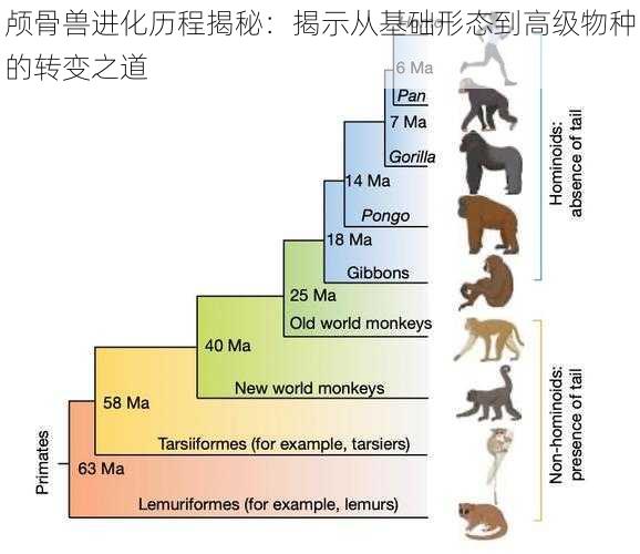 颅骨兽进化历程揭秘：揭示从基础形态到高级物种的转变之道