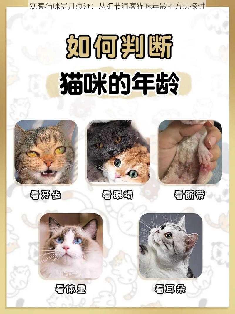 观察猫咪岁月痕迹：从细节洞察猫咪年龄的方法探讨