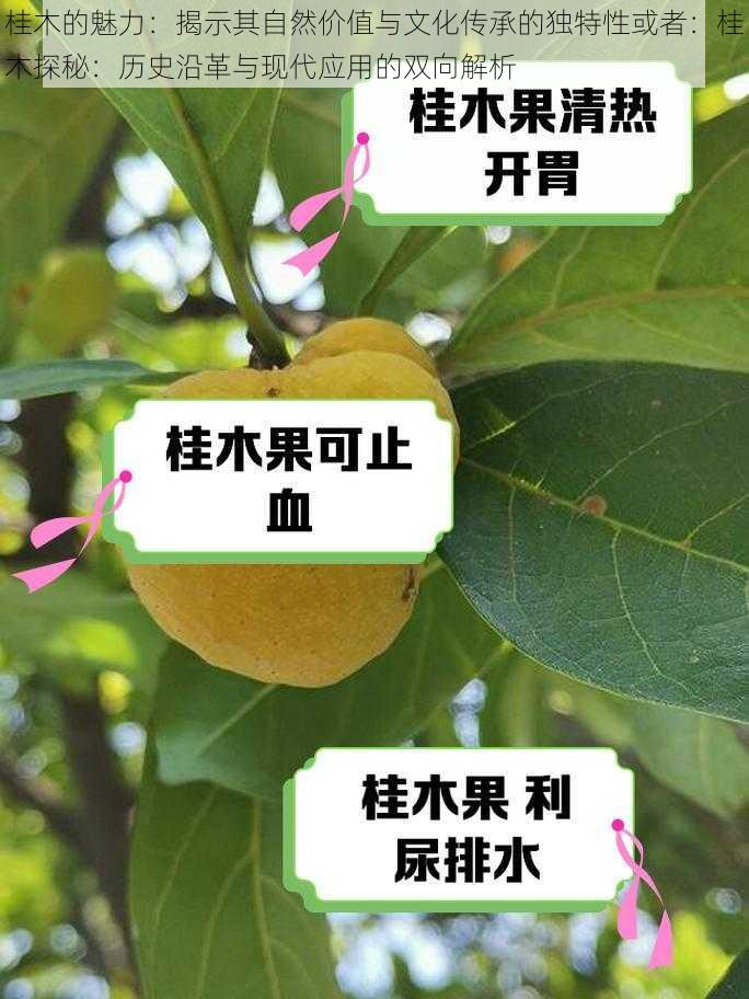 桂木的魅力：揭示其自然价值与文化传承的独特性或者：桂木探秘：历史沿革与现代应用的双向解析